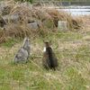 ナスとピーマンとコンパニオンプランツ