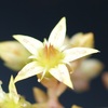 グラプトペタルム・ブロンズ姫の黄色い花と私の日常など。