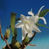 Coelogyne cristata f. hololeuca &#039;Pure White&#039;
