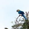 Blue-and-yellow Macaw ルリコンゴウインコ