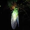 夜の日比谷公園　〜セミの羽化ラッシュ〜