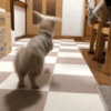 うさぎ跳び