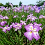 花菖蒲の季節でした。