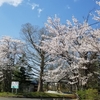 実家地方は桜満開(竿休み)