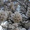 姫路城 桜 ２０２４年 開花？