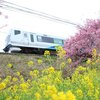 2025年　河津桜祭りを訪れる
