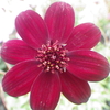 【植物の花の写真】チョコレートコスモスの花；キク科  Cosmos atrosanguineus; Asteraceae  2018年10月28日（日）鹿児島市自宅近所