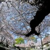 【スナップ編】2021桜＠東京