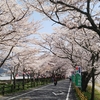 花見の名所　川根町家山の桜について