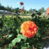 秋の荒牧バラ公園２０１４