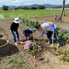 じゃがいも掘り