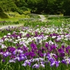 日本四大あやめ園『五十公野公園・あやめ園』（新潟県 新発田市）