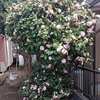 乙女椿が満開です！