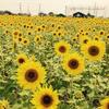 夏休みの思い出① ひょうたん島公園のひまわりと柳川鰻と武雄市図書館