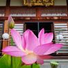 浄国寺の蓮･2020年