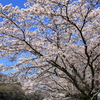 備中川面の満開の桜並木と、第2高梁川橋りょうを渡る国鉄特急色の381系を撮る！