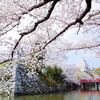 姫路でお花見サイクリング 　〜夢前川サイクリングロードと姫路城の桜〜