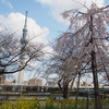 隅田公園で風に吹かれる