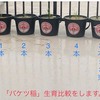 「バケツ稲」苗が1本でもイケるのか? 実験。
