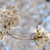 桜を撮る6『ミツバチと桜』