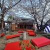 2025　3/30の拝観報告1（下桂御霊神社 桜祭り お茶会）