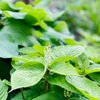 野草と雑草のみわけかた