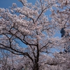 晴れ空に桜　春風小川のせせらぎ　の巻