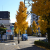 紅葉狩り（小石川植物園、小石川後楽園）