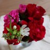 ハエトリソウの花