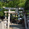 三嶋神社の薫蓋樟