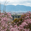 日本最古の大神神社（おおみわ神社）桜の季節へ