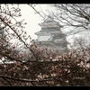 雪舞う【松本城】【桜】　