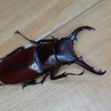 ダビソンフタマタ　オス羽化