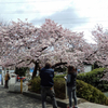 自宅周辺の桜