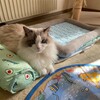 何度もおもちゃ遊びしたふくちゃん