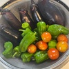 夏野菜収穫でドライカレー（米粉カレールウでグルテンフリーと無添加）を作りました。