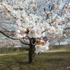 加治川治水記念公園の桜2018