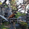 野毛山動物園でレッサーパンダのイチゴちゃんに会ってきた