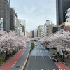 2024年4月6日、花曇り