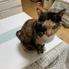 ねこ里親生活【１９７９日目】ねこさんお立ち台