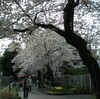 極貧荘の遊歩道にも桜が咲いた