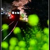 春の夜の夢 小湊鉄道