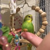 納豆とセキセイインコ