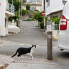 宮古諸島のねこさん