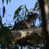 Papuan Frogmouth　パプアガマグチヨタカなど