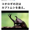 コオロギの次はカブトムシを食え