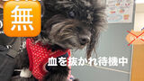 新たな抗がん剤【アルケラン】クロラムブシルからの変更と貧血になったsola子🐶