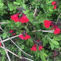 花期が長い サザンクロス クロウエア の成長と開花 珍しいホワイトピンク花を日向と半日陰で２株育成 パパの手間いらず庭づくり