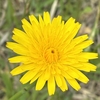 野に咲く黄色の花たち