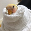 コザクラインコのきーちゃん！成鳥へになろう！1人餌と水飲み本格訓練開始！！！